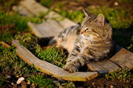 Cat - hat, pretty, cat face, beautiful, lovely, paws, cat, kitten, cute, cats, face, sleeping, animals, kitty