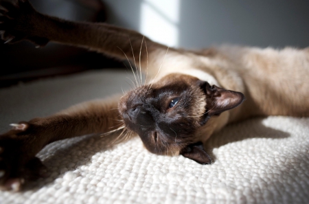 Cat - paws, face, pretty, cute, animals, beautiful, cat, sleeping, kitty, cats, kitten, hat, lovely, cat face