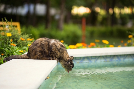 Cat - paws, face, pretty, cute, animals, beautiful, cat, sleeping, kitty, cats, kitten, hat, lovely, cat face