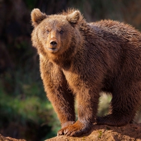 Brown bear