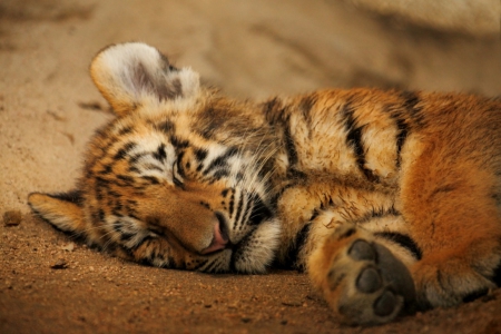 Cat nap - cub, cute, nap, sleeping, tiger, wild life