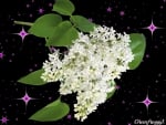 WHITE LILACS WITH STARS