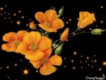 BUTTERCUPS WITH STARS