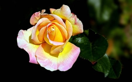 Rose - flower, yellow, pink, rose