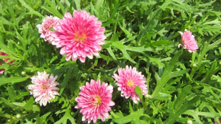 Lovely flowers - fresh, flowers, lovely, sunny day