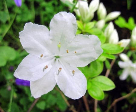 Spring in white