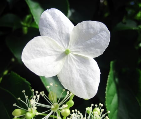 White flower