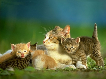 cute family - sweet, cute, cats, beautiful