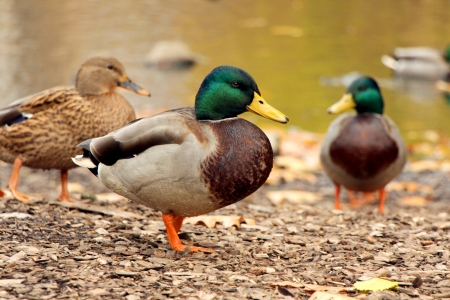 Lakeside Ducks - Animals, Lakes, Winged Creatures, Ducks