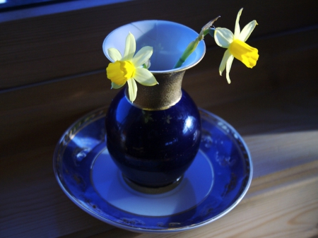 Just a touch of spring - daffodils, flowers, yellow, blue