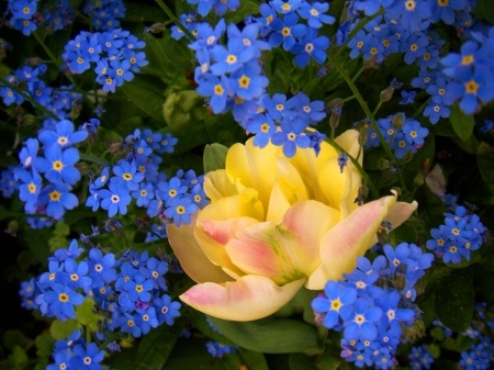 A bed of blue - flowers, yellow, rose, blue