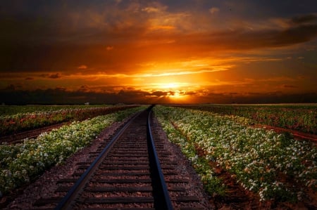 Sunset field - pretty, amazing, beautiful, meadow, flowers, sunset, nature, railway, field, fiery, sky