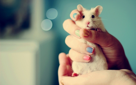 CUTENESS - animal, pet, mouse, cute