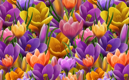 Crocuses - flower, purple, pink, field, spring, orange, yellow, crocus