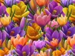 Crocuses