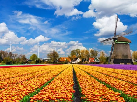 Holland mill - Holland, beautiful, mill, meadow, lovely, flowers, tulips, field, windmill, sky