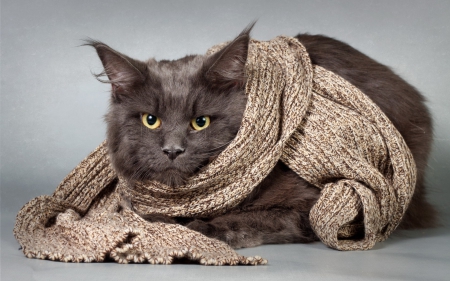 â™¥ - brown, cat, winter, animal, scarf