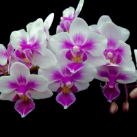 Orchids