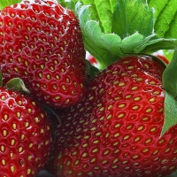 Strawberries