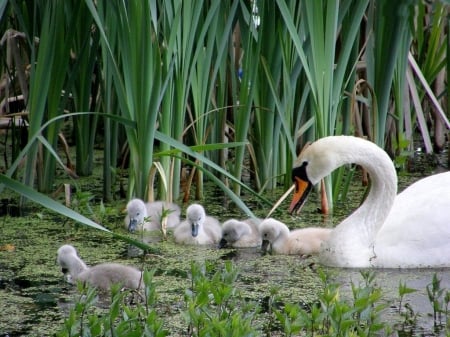 Family Swan - nature, lake, chicks, water, grass