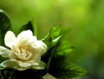 White Gardenia