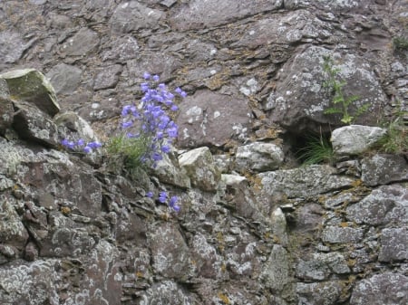 Purple Heather - Purple Heather, Rocks, Flower, Scotland