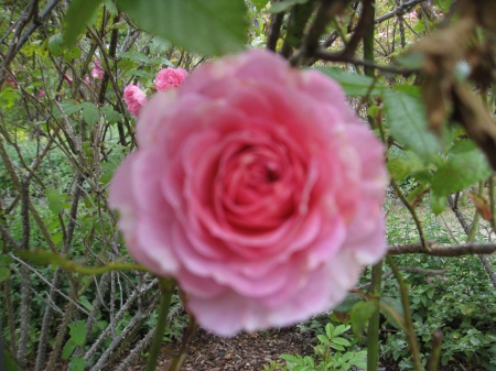 Pink Rose - Rose, Garden, Garden Roses, Pink Rose