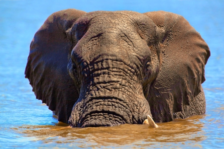 Crossing the river - river, animal, elephant, wild life