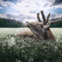 Deer in flower field