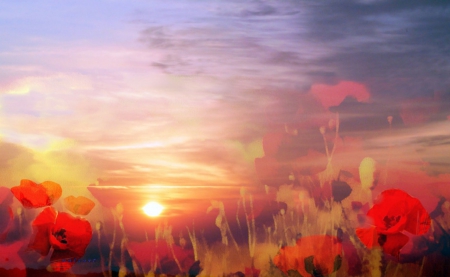 Dreaming poppies - poppy, field, skies, sun