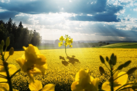 Early spring - skies, yellow, spring, field, rapes, sun