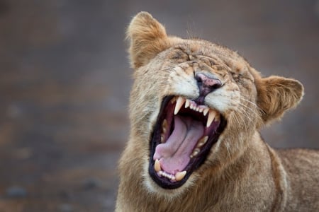 Yawn - teeth, young, lion, wild life, big cat