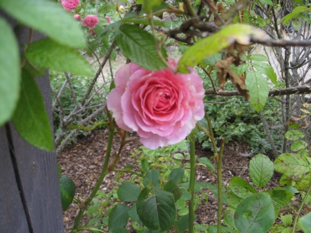 Pink Rose - beautiful roses, pink rose, garden, rose