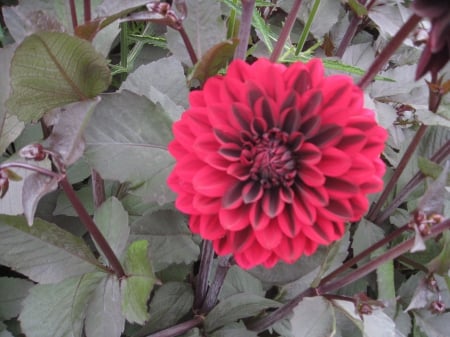 Pink Flower with Burgundy Center - pink flower, garden, garden flower, flower