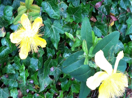 Yellow Flowers. - Flowers, Garden Flowers, Yellow Flowers, 5 Petal Flower