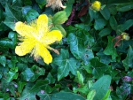 Bright Yellow Flower