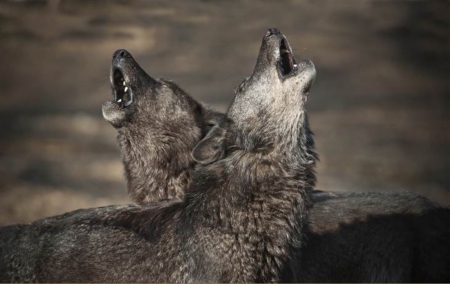 wolves - saying, wolf, howling, wolves, black, white, wisdom, wolf art, timber, canislupus, wallpaper