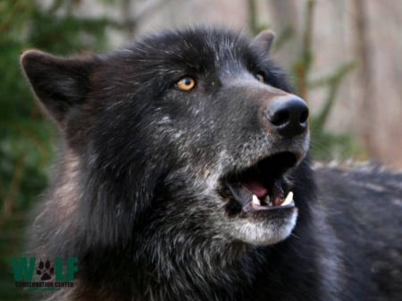 black - canislupus, wallpaper, black, wolf, wolves, white, wisdom, wolf art, timber, howling, saying