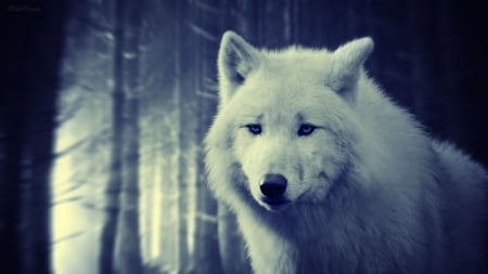 My love - animals, emotional, darkness, fantasy, wolves, art, dark, wild animals, love, wallpaper, wolf, abstract, wilderness, forest, manipulation, wild, white wolf