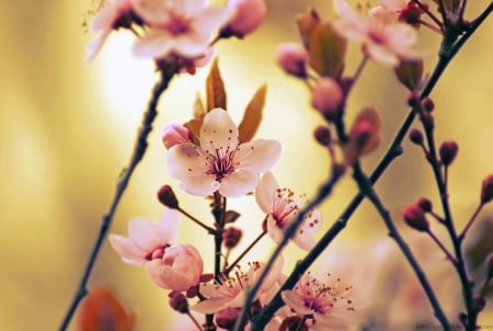 Higgledy-piggledy - twigs, cherry, blossom, spring, pink, flowers, macro, abstract, branch, close-up, trees, sakura, photography, HD, petals, nature, wallpaper, softness