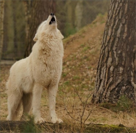 white wolf - canislupus, wallpaper, black, wolf, wolves, white, wisdom, wolf art, timber, howling, saying