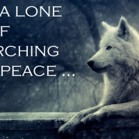 wolf wisdom