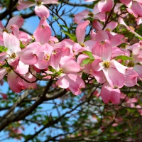 Spring Blossom