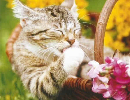 Cat - flowers, basket, cute, paws, cat