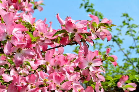 Pink Dogwood - pink dogwood flowers, pink dogwood, dogwood, spring flowers, pink flowers