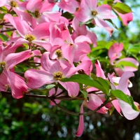 Pretty Pink Flowers