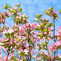 Blue Sky Spring