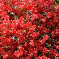 Beautiful Red Flowers