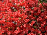 Beautiful Red Flowers