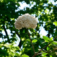 White Hydrangea